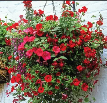  ??  ?? INSTANT IMPACT:
A basket full of petunia, pelargoniu­m and verbena dazzles on a bare wall