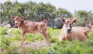  ?? CHARLIE NEIBERGALL/ASSOCIATED PRESS ?? Jersey cows feed in a field on the Francis Thicke organic dairy farm in Fairfield, Iowa. Small family-operated organic dairy farms are going out of business.