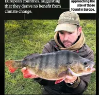  ??  ?? UK perch are approachin­g the size of those found in Europe.