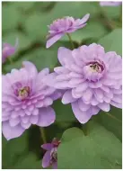  ??  ?? delicious raspberry sorbet colour – the double flowers are dainty and delightful.