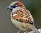  ??  ?? House Sparrow