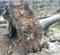  ?? Richard Buxton ?? Macclesfie­ld Forest had to be closed when Storm Emma blew over numerous trees in March