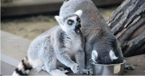  ?? CALGARY ZOO ?? All the way from Madagascar, Calgary Zoo’s lemurs are preparing to spend their first winter in Canada.