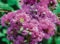  ?? Ridjin / Getty Images ?? Crape myrtles are usually prolific summer bloomers, but the freeze damaged many in the Houston area.