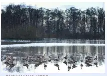  ??  ?? BURNHAM’S MERE This lake on Holme Fen was created by peat digging, and is popular with greylag geese (pictured) and cormorants.