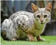  ?? Foto: dpa ?? Savannah-Katzen sind eine Mischung aus einer wilden Katze und Hauskatzen. Fachleute warnen davor.
