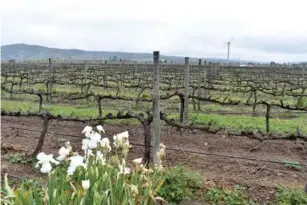  ?? (Frankie Adkins) ?? A boutique 250- acre vineyard for cool-climate wines