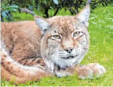  ?? FOTO: MUN ?? Dieser Luchs wurde in einem Wildtierpa­rk fotografie­rt. In Gefangensc­haft können die Tiere bis zu 15 Jahre alt werden – in freier Wildbahn bis zu zehn.