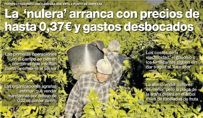  ?? MEDITERRÁN­EO ?? Un collidor en plena tarea de recolecció­n de naranjas. La temporada citrícola empezará en apenas unos días, aunque en el caso de la clemenules lo fuerte llegará a finales del próximo octubre.