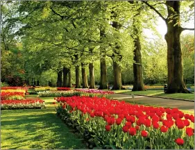  ??  ?? Tulip season in Holland.