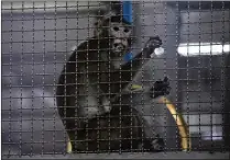  ?? AP 2020 ?? A proposed breeding facility in Bainbridge would provide a domestic source of long-tailed macaques to test drugs on before human trials and to research infectious diseases and chronic conditions. Opponents urged City Council to block the facility.