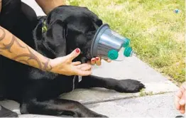  ?? SAN DIEGO FIRE-RESCUE DEPARTMENT PHOTOS ?? A mask is demonstrat­ed on Labrador-mix Emma Zen, the namesake of a foundation that provided the equipment to the San Diego Fire-Rescue Department.