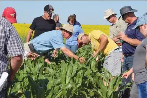  ?? NEWS PHOTO TIM KALINOWSKI ?? Farming Smarter participan­ts examine some stalks of experiment­al dryland varieties of corn at the Cypress County Field Day.