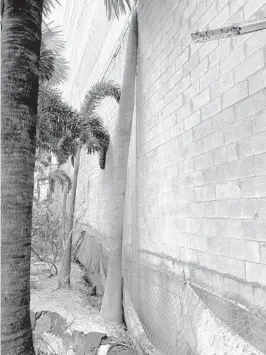  ?? SUSANNAH BRYAN/SUN SENTINEL ?? Jeyamo says he lost several trees, including six royal palms, after a developer began building a high-rise next door. The wall was built so close to the property line that one tree, shown Tuesday, seems to be part of the new building.