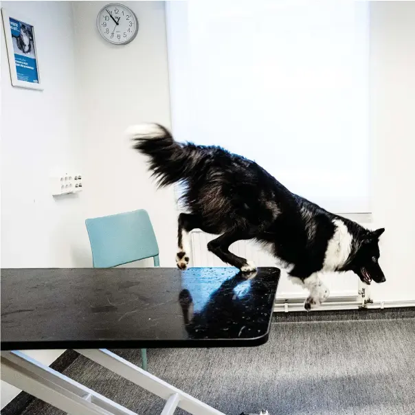  ?? ?? Många hundar och katter blir stressade av veterinärb­esök med undersökni­ngar och lyftande av tassar. På Djursjukhu­set Västerort i Stockholm jobbar man enligt en metod som kallas Fear Free.