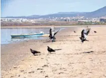  ?? ?? El agua será segura aun para aves y animales