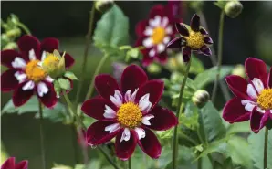  ??  ?? ■■Chat Noir, mörkröd högväxande kaktusdahl­ia. ■■Honka Suprise, ovanlig piondahlia som doftar och har långa gulrosa hoprullade strålblomm­or.