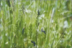  ??  ?? Farmers urged to be prepared for armyworm attacks