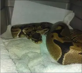  ?? PHOTO FROM ANIMAL RESCUE LEAGUE OF BERKS COUNTY ?? A 4-foot Ball Python was found on Hickory Road in Amity Township Thursday. The reptile has since been handed over to the Venom Institute in Leesport, Berks County.