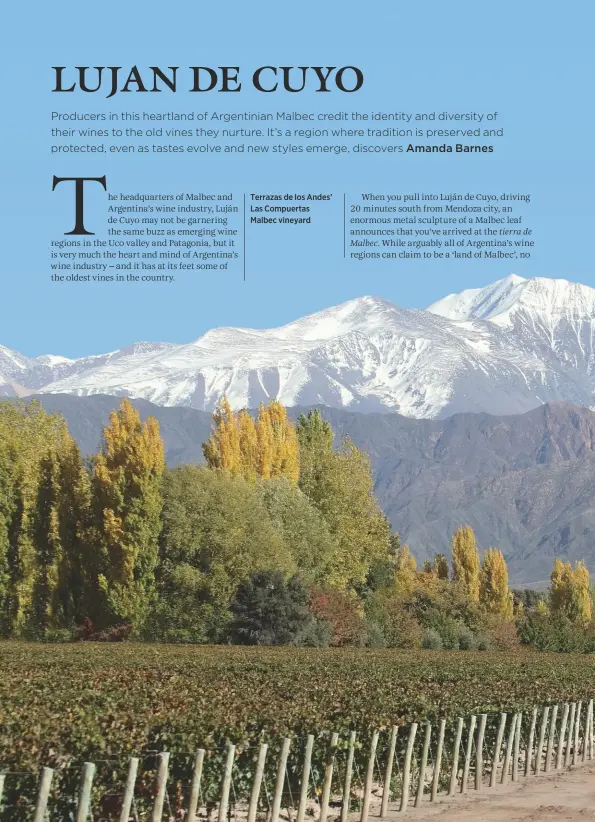  ??  ?? Terrazas de los Andes’ Las Compuertas Malbec vineyard