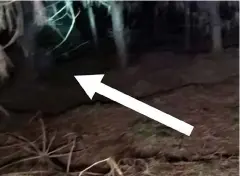  ?? ?? ABOVE RIGHT:
Bigfoot or big blob? A still from Joshua Lester-Rigg’s video.