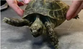  ?? Bild: POLISEN ?? SKALMAN. En sköldpadda hittades förra veckan och polisen fick efterlysa ägaren på Facebook.