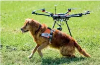  ?? AFP ?? Capo a dog of Swiss disaster dog associatio­n Redog sits next to a drone during a press presentati­on on combined search and rescue with drones and dogs outside Zurich. —