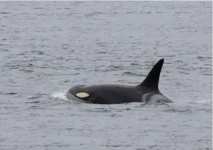  ?? Dreamstime/tns ?? According to new research, female orcas are most thrown off from foraging when boats and vessels intrude closer than 400 yards.