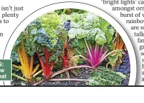  ?? ?? EDIBLE BORDERS: Chard adds rainbow hues and tastes great