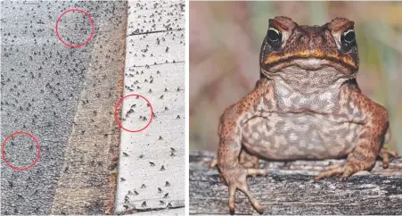  ?? ?? Council candidate Kath Down’s photograph­s of tadpoles near a southern waterway; and (right) a ‘significan­tly dangerous’ cane toad.