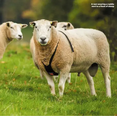  ??  ?? A ram wearing a raddle next to a flock of sheep