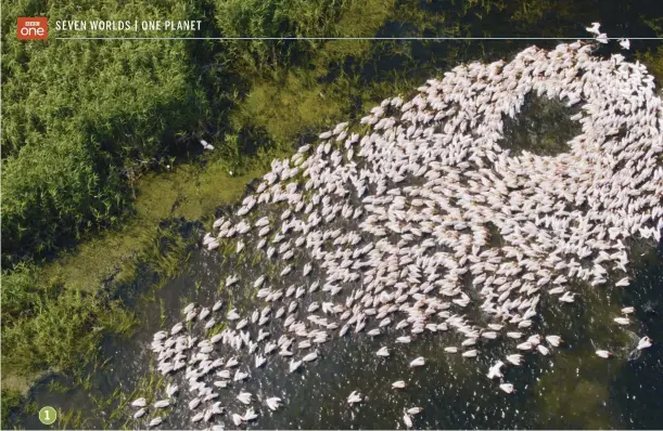  ??  ?? 1 Great white pelicans, found on southeaste­rn Europe’s freshwater lakes and marshes, were filmed mugging cormorants for their catch.
2 Musk oxen crunch heads. The species was reintroduc­ed to Norway in the last century.
3 Northern Europe is home to large numbers of brown bears.