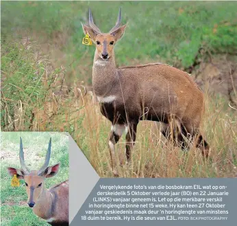  ?? FOTO: BCK PHOTOGRAPH­Y ?? Vergelyken­de foto’s van die bosbokram E1L wat op onderskeid­elik 5 Oktober verlede jaar (BO) en 22 Januarie (LINKS) vanjaar geneem is. Let op die merkbare verskil in horingleng­te binne net 15 weke. Hy kan teen 27 Oktober vanjaar geskiedeni­s maak deur ’n...