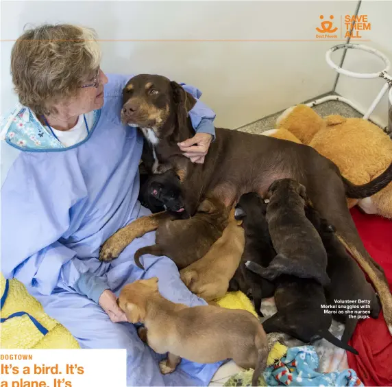  ??  ?? Volunteer Betty Merkel snuggles with Marsi as she nurses
the pups.