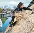  ?? Foto: Felix Kästle, dpa ?? Reetdachde­ckerin Moira Memmhardt bei der Arbeit an den Pfahlbaute­n in Uhldingen.