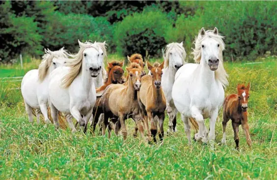  ?? Bild: SN/APASSIONAT­A ?? Die Camargue ist eine Region in Frankreich,