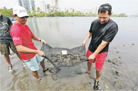  ??  ?? APARTE DE ser un manjar, las ostras tienen una función ecológica y social de gran valor: son filtros naturales que purifican el agua. Abajo, voluntario­s colocan las ostras en un área de la laguna del Condado.