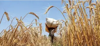  ?? ANI ?? ON THE RISE. Wheat prices have tended to stay elevated despite harvest and arrivals picking up