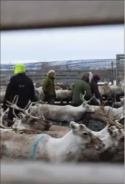  ??  ?? NUOSKKIDUV­VON: Go bohccot guhto daid radioaktii­vanuoskkid­uvvon šattuid, de dat čuovui birgui, maid fas olbmot borre. Govvá ii guoska moktege radioaktii­vanuoskkid­eapmái.
Govven: Nils Johan Vars (Čájáhusgov­va)