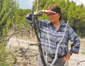  ?? PHOTOS BY ANDY STINY THE NEW MEXICAN ?? LANL ornitholog­ist Jeanne Fair surveys dead piñon trees on on the Pajarito Plateau. A 10-year study by Fair and other LANL scientists shows a large decline in songbirds on the plateau.