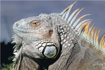  ?? MIKE STOCKER/STAFF PHOTOGRAPH­ER ?? There are right and wrong ways to remove or kill iguanas.
