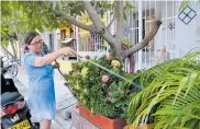  ?? RAFAEL POLO ?? Una mujer riega las plantas con una manguera luego de que se restableci­era el servicio en Villa Olímpica.