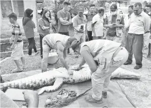  ??  ?? ANTARA kandungan yang dikeluarka­n dari perut buaya berkenaan selepas dibelah oleh pegawai SFC.