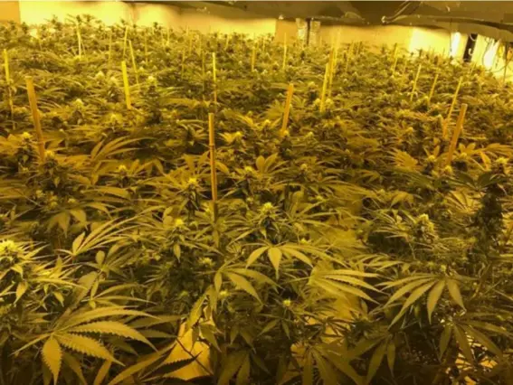  ??  ?? Criminals had turned a 1980s nuclear bunker in Wiltshire into a huge cannabis farm (EPA)