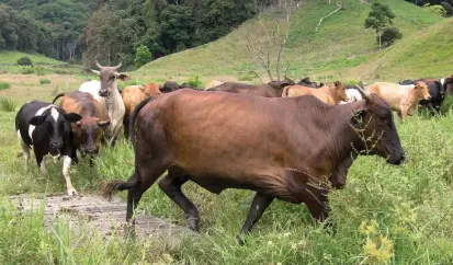  ?? FOTO ?? El país exportó el año pasado 34,9 millones de dólares en carne bovina, un crecimient­o de 2,6 % frente a 2015, según cuentas del Ministerio de Comercio de Colombia.