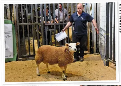  ??  ?? Darragh Cunniffe, Horseleap, Tuam with his Texel rams at the Sheep Ireland sale at GVM, Tullamore; (left) Alex Clarke, Boyerstown, Navan with his Texel ram in the ring before he was sold for €580.