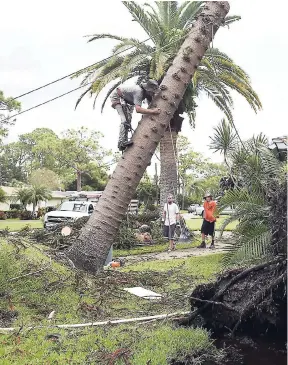  ?? AP ?? Arborist Paul Mysliwiec climbs a tree that fell during Hurricane Irma in St Petersburg, Florida, Tuesday, September 12. Clean-up after a big storm is costly, and for Jamaica it may not be covered by insurance if the debris does not damage insured...