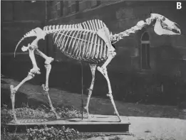  ??  ?? Here is a left side view of Lexington’s skeleton (A) as mounted by Ward’s Natural Science Establishm­ent. The photo of the right side (B) was taken in 1879 immediatel­y after completion of the mount.