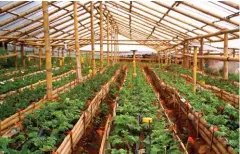  ??  ?? A greenhouse made entirely out of bamboo. Bamboo has twice the compressio­n strength of concrete and roughly the same strength-to-weight ratio of steel; the bamboo poles are able to withstand strong winds and earthquake­s. (Photo taken from downtoeart­hph.com)