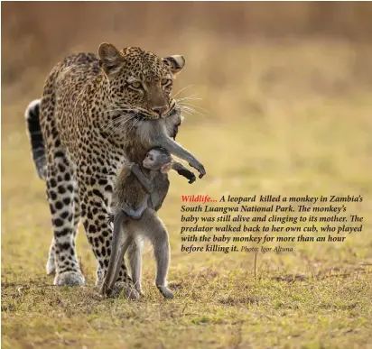  ?? Photo: Igor Altuna ?? A leopard killed a monkey in Zambia’s South Luangwa National Park. The monkey’s baby was still alive and clinging to its mother. The predator walked back to her own cub, who played with the baby monkey for more than an hour before killing it.